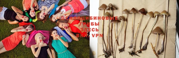 прущие грибы Балахна